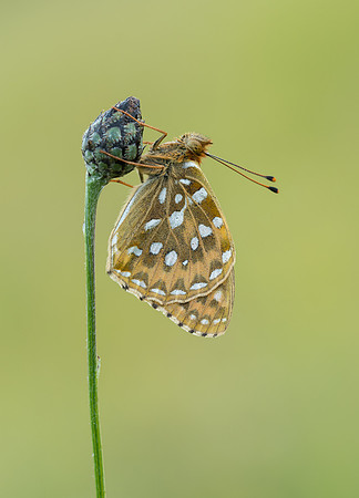 Dark Green Fritillary