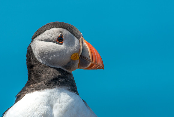 Puffin