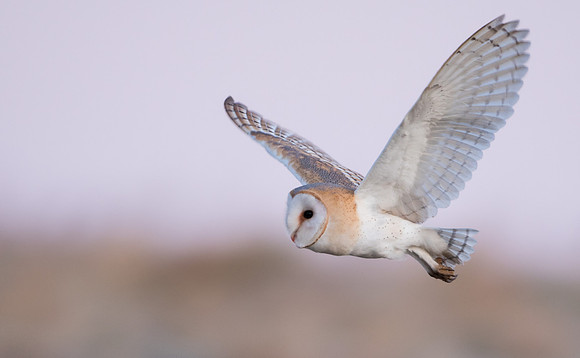 Barn Owl
