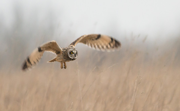 Short-eared Owl