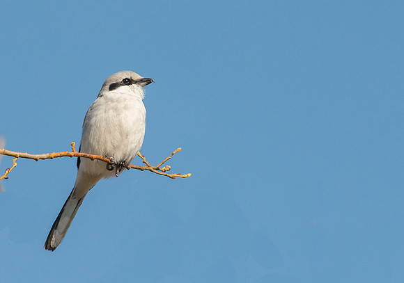 Great Grey Shrike