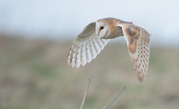 Barn Owl