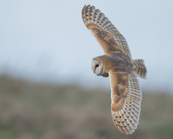 Barn Owl