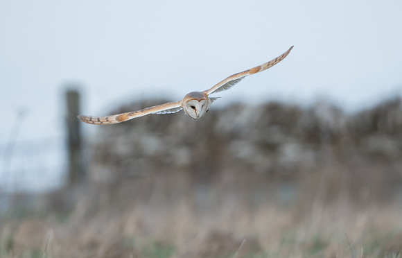 Barn Owl