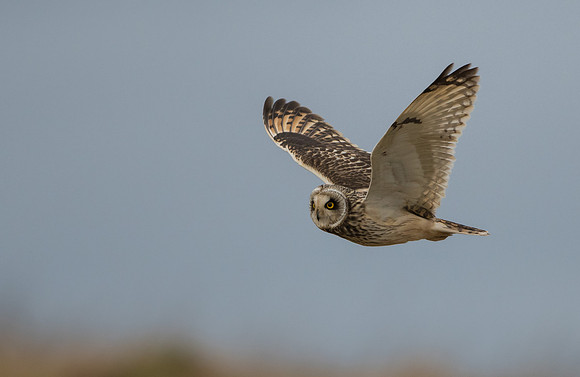 Short-eared Owl