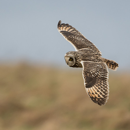 Short-eared Owl