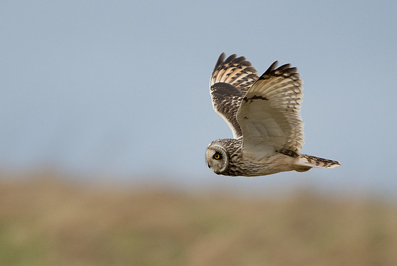 Short-eared Owl