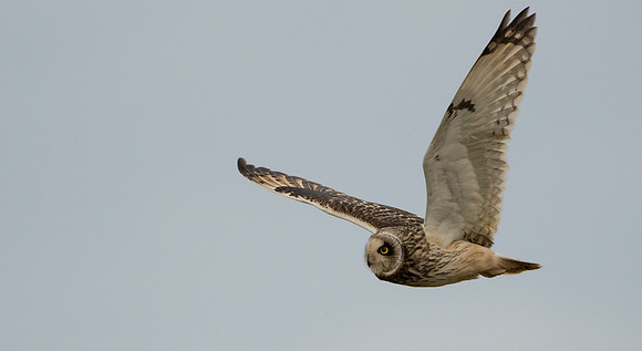 Short-eared Owl