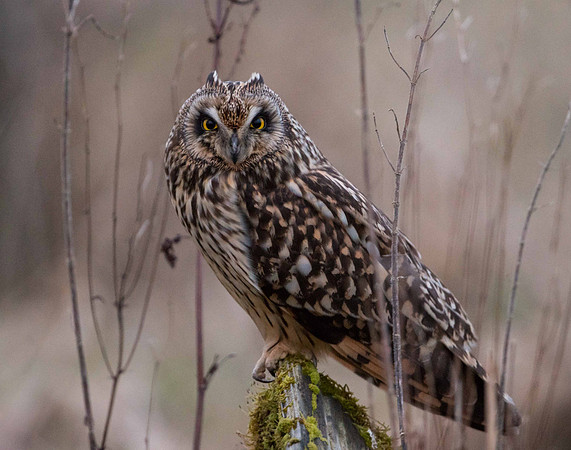 Short-eared Owl