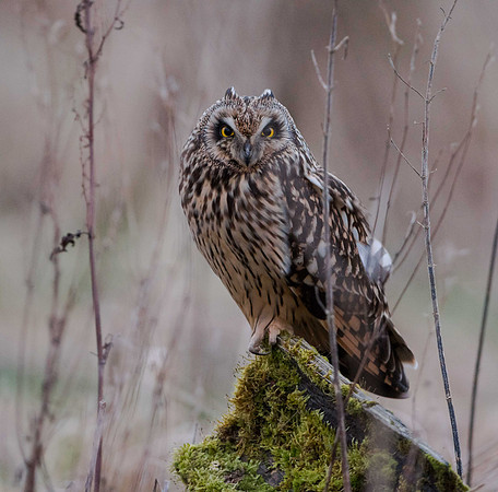 Short-eared Owl