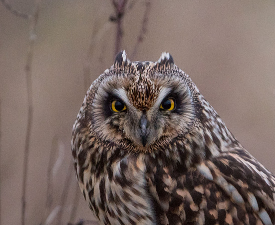 Short-eared Owl