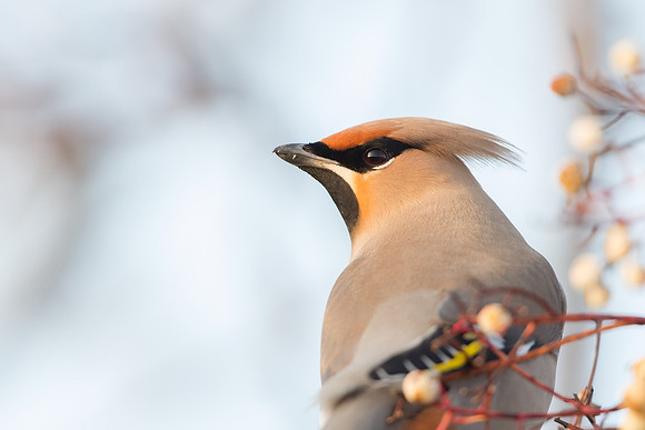 Waxwing