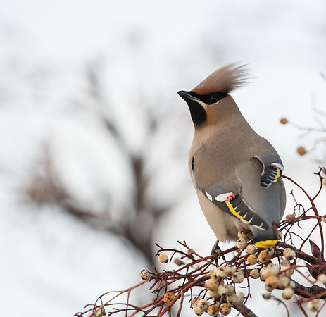 Waxwing