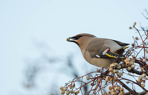 Waxwing