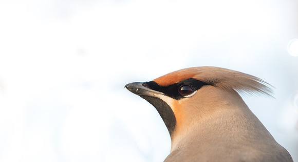Waxwing