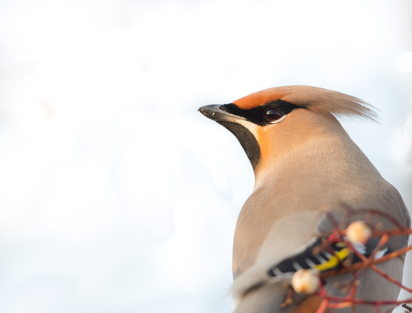 WaxwingWaxwing
