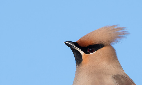 Waxwing