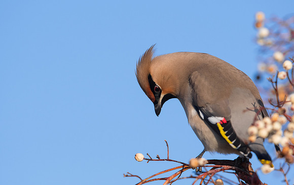 Waxwing