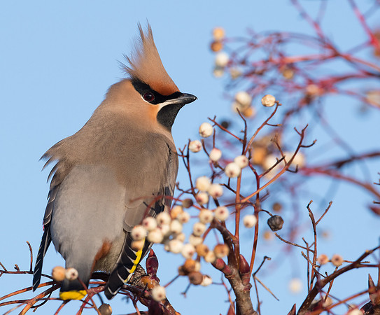 Waxwing
