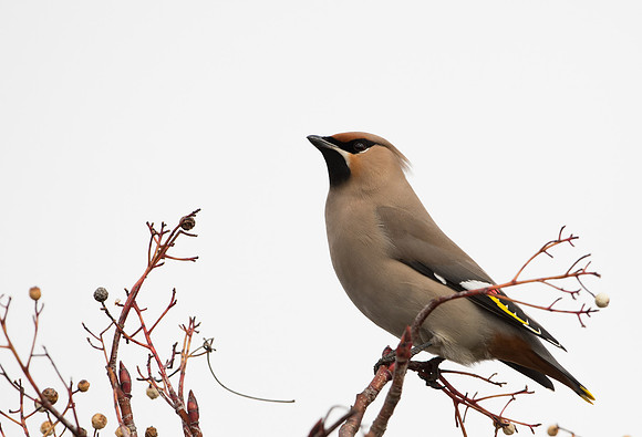 Waxwing