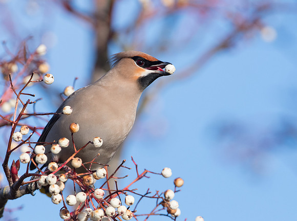Waxwing