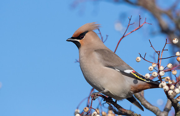 Waxwing
