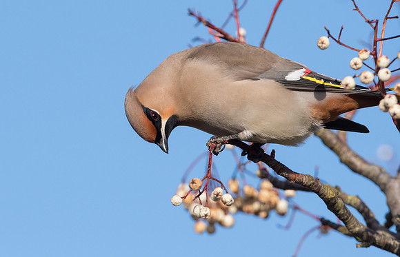 Waxwing