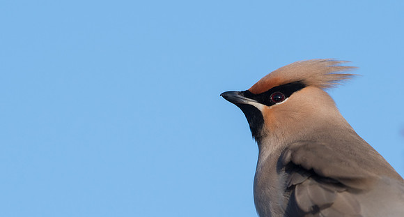 Waxwing