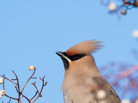 Waxwing