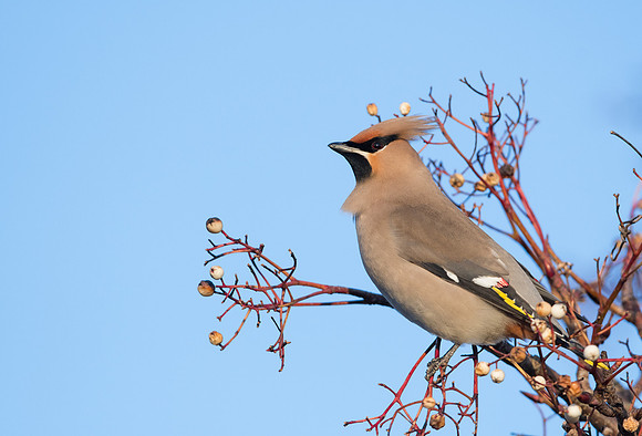 Waxwing