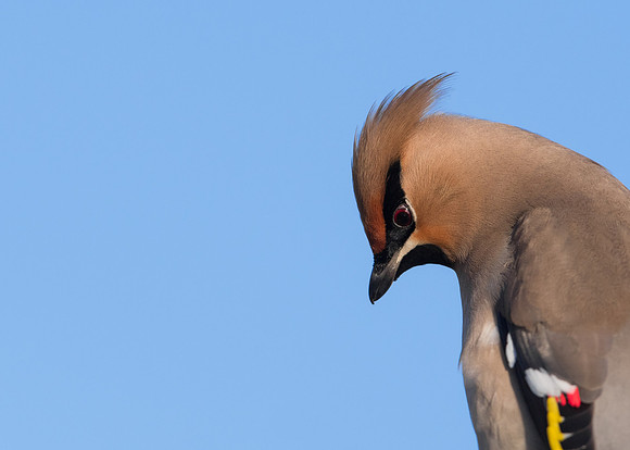 Waxwing