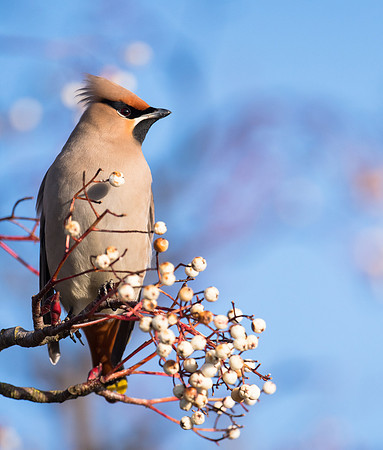 Waxwing
