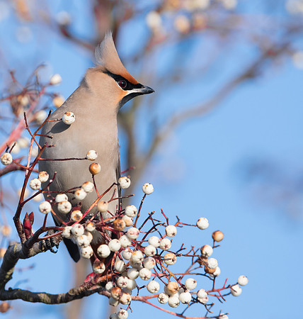 Waxwing