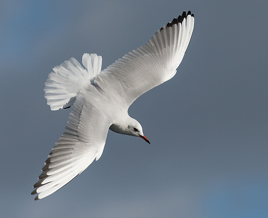 Black Headed Gull