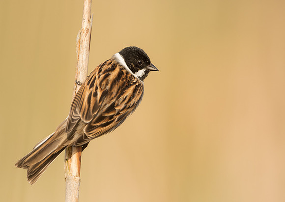Reed Bunting