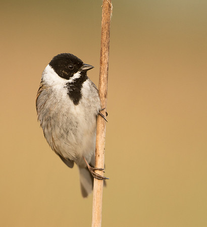 Reed Bunting