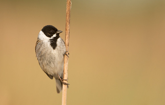 Reed Bunting