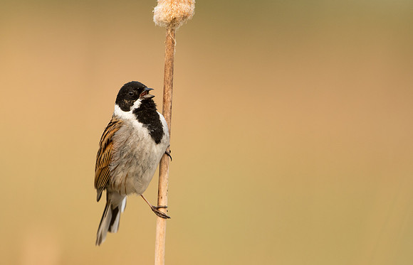 Reed Bunting