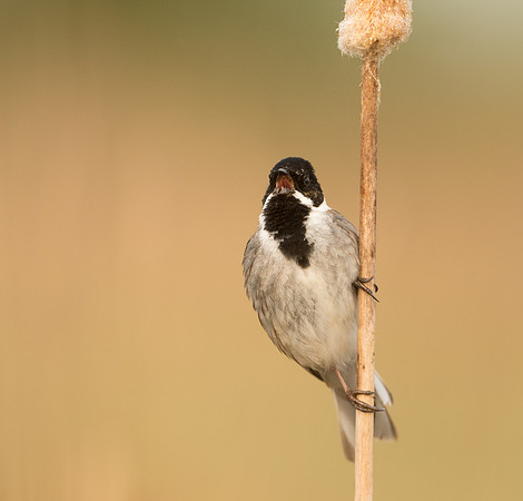 Reed Bunting