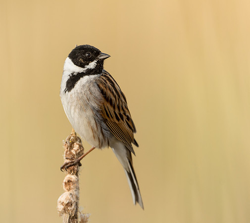 Reed Bunting