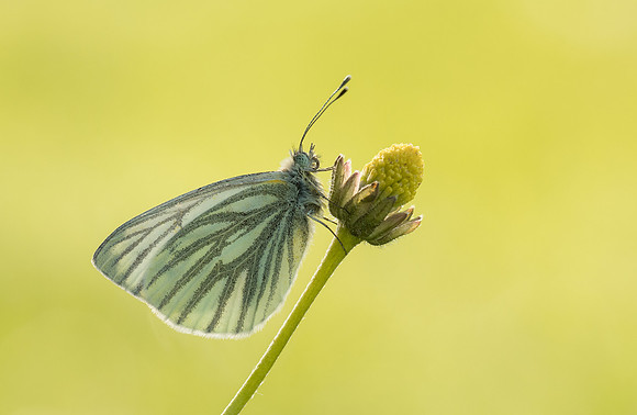 Green-veined White