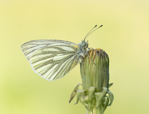 Green-veined White