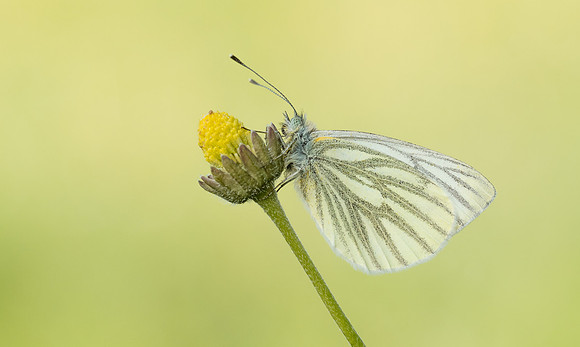 Green-veined White