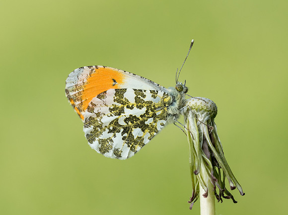 Orange Tip
