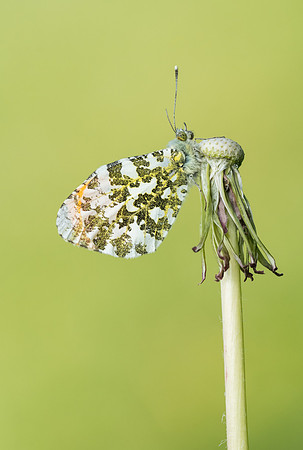 Orange Tip
