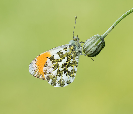 Orange Tip