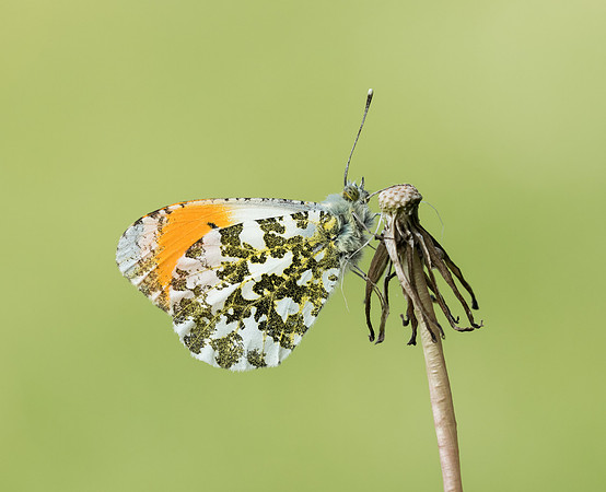 Orange Tip