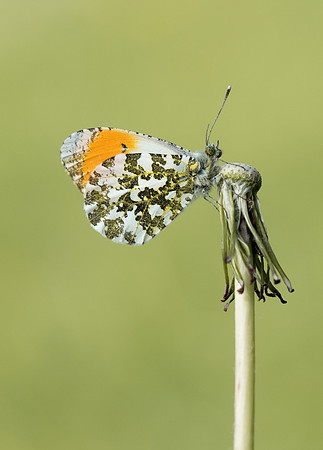 Orange Tip