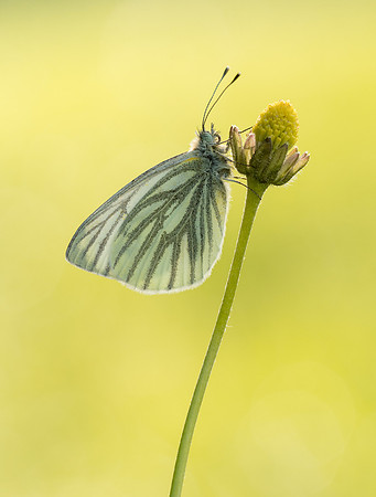 Green-veined White