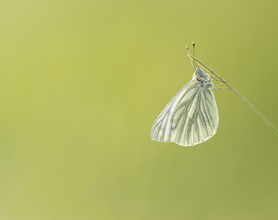 Green-veined White